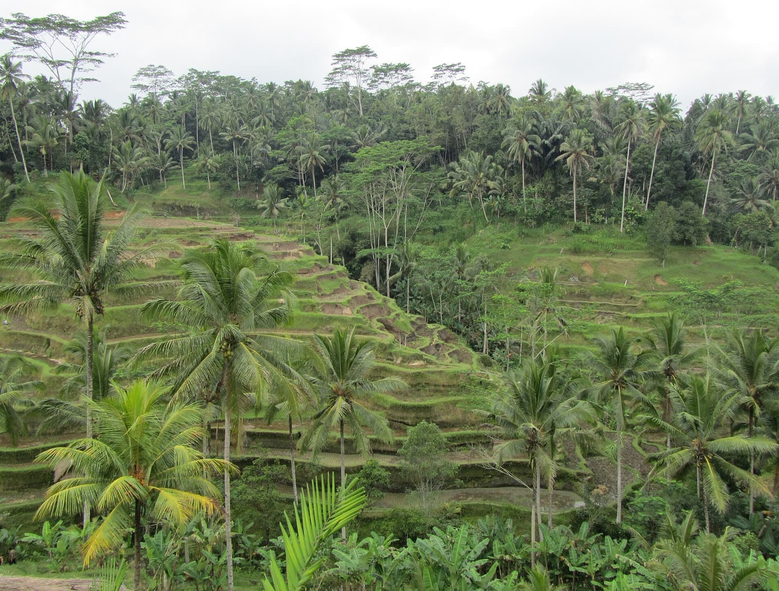 Terraced green rice fields on a hillside in Bali