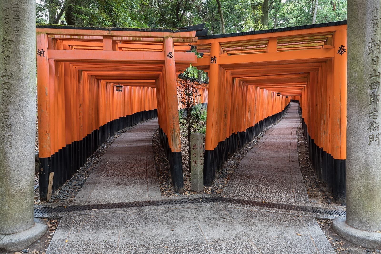 Rows of vermilion torii gates on a wooded path in Kyoto